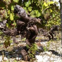 Vendanges monthoux 2014 131 