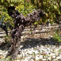 Vendanges monthoux 2014 132 