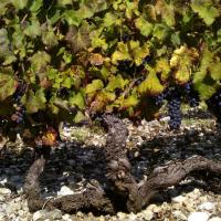 Vendanges monthoux 2014 133 