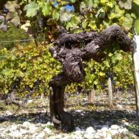 Vendanges monthoux 2014 134 