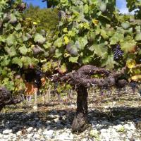 Vendanges monthoux 2014 135 