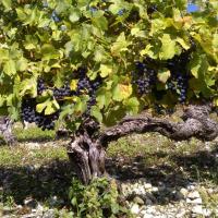 Vendanges monthoux 2014 136 