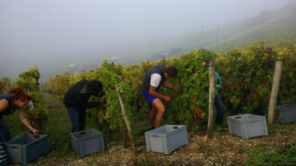 Vendanges monthoux 2014 139 