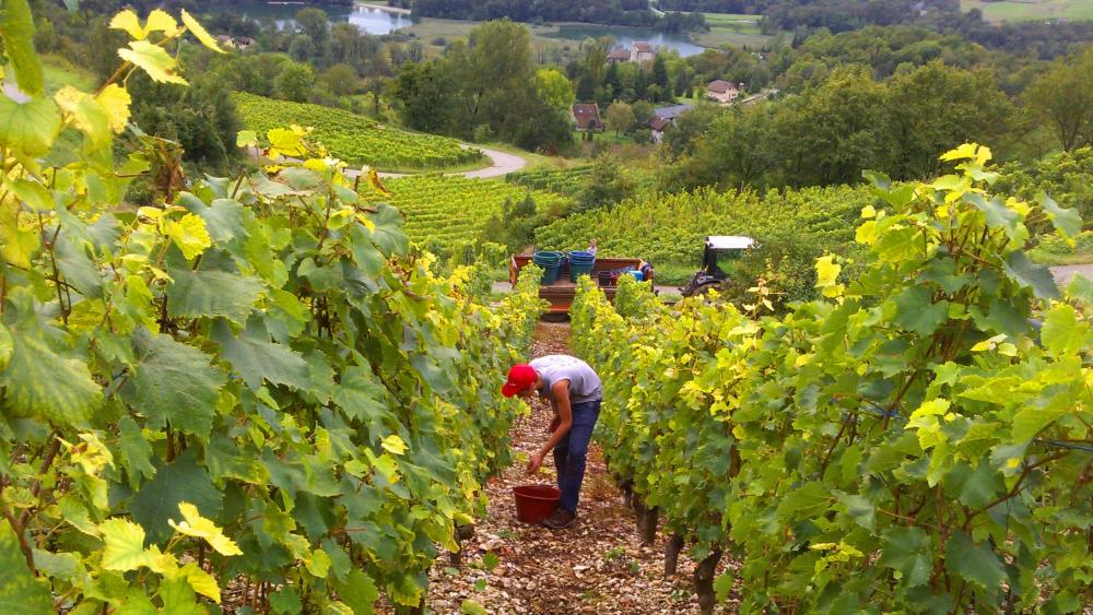 Vendanges monthoux 2014 14 