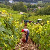 Vendanges monthoux 2014 14 
