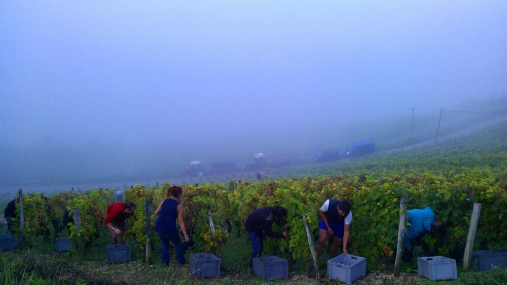 Vendanges monthoux 2014 140 