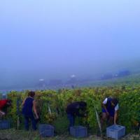 Vendanges monthoux 2014 140 