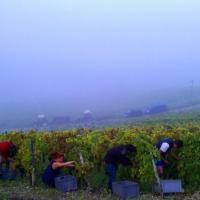 Vendanges monthoux 2014 141 