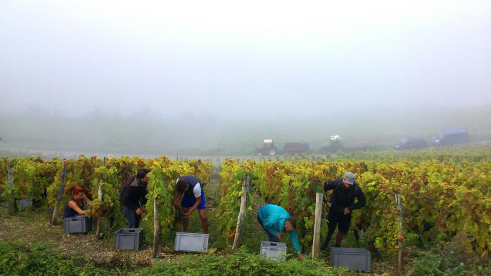 Vendanges monthoux 2014 142 