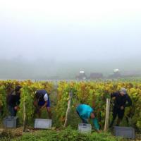 Vendanges monthoux 2014 142 