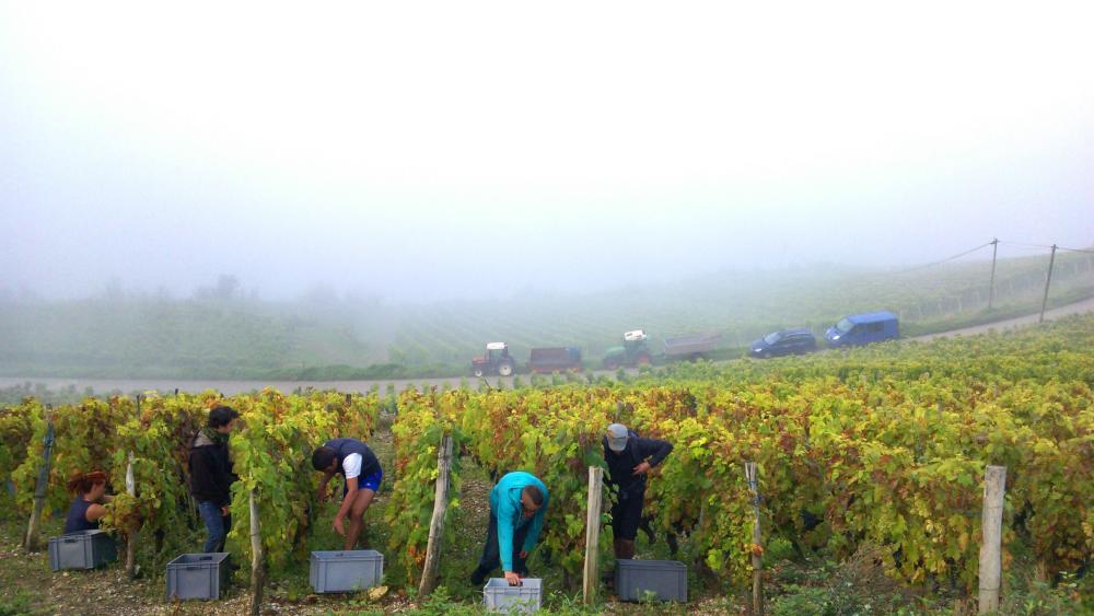 Vendanges monthoux 2014 143 