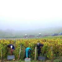 Vendanges monthoux 2014 143 