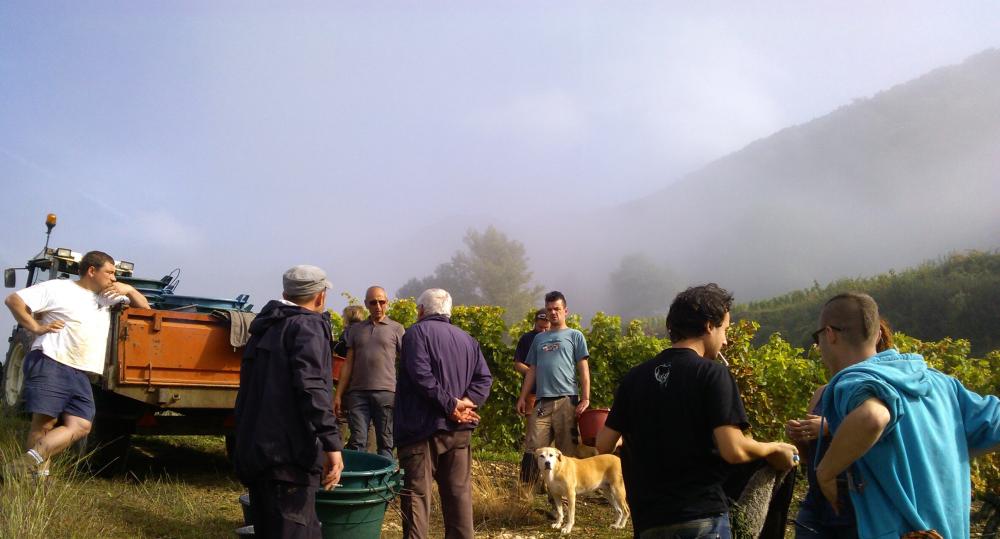 Vendanges monthoux 2014 144 