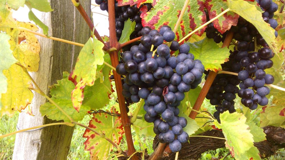 Vendanges monthoux 2014 145 