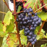 Vendanges monthoux 2014 145 