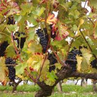 Vendanges monthoux 2014 146 