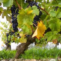 Vendanges monthoux 2014 147 