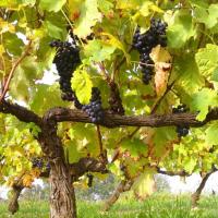 Vendanges monthoux 2014 148 