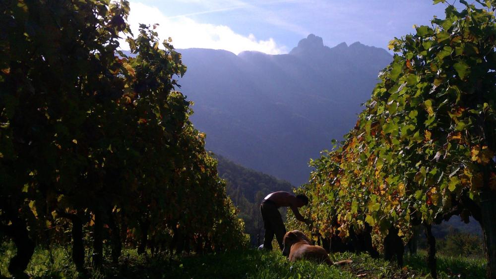 Vendanges monthoux 2014 149 