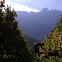 Vendanges monthoux 2014 149 