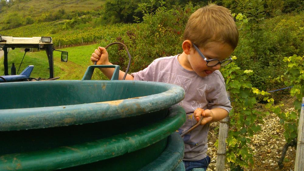 Vendanges monthoux 2014 15 