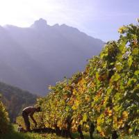 Vendanges monthoux 2014 151 