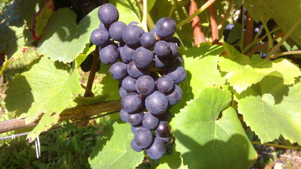 Vendanges monthoux 2014 152 