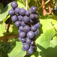 Vendanges monthoux 2014 152 
