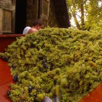 Vendanges monthoux 2014 17 
