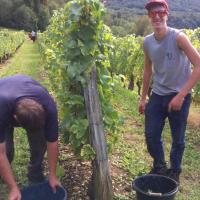 Vendanges monthoux 2014 2 