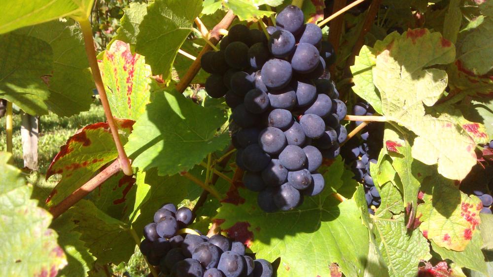 Vendanges monthoux 2014 21 