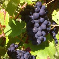 Vendanges monthoux 2014 21 