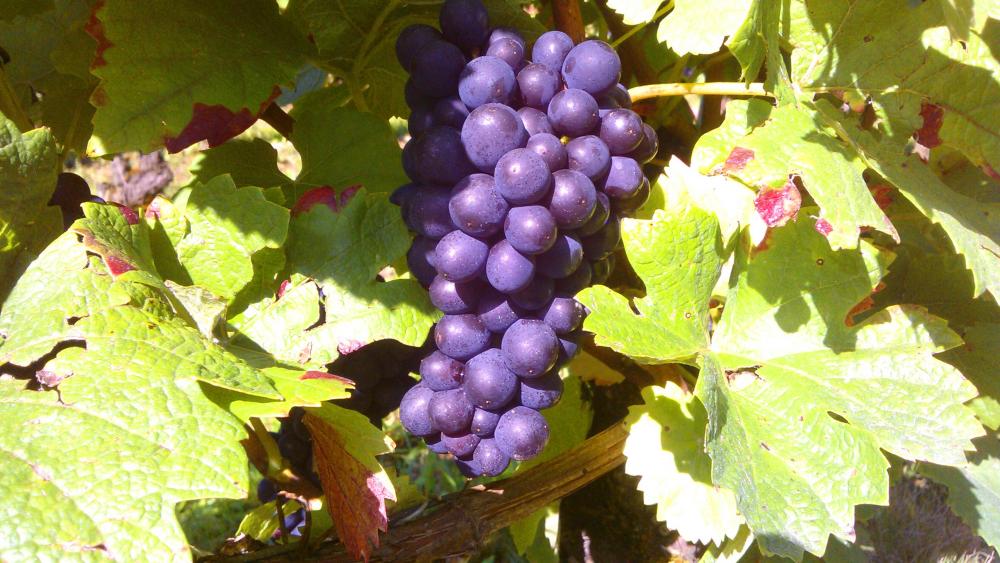 Vendanges monthoux 2014 22 