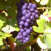 Vendanges monthoux 2014 22 