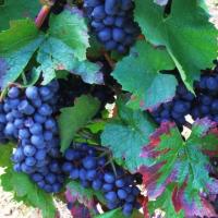Vendanges monthoux 2014 27 