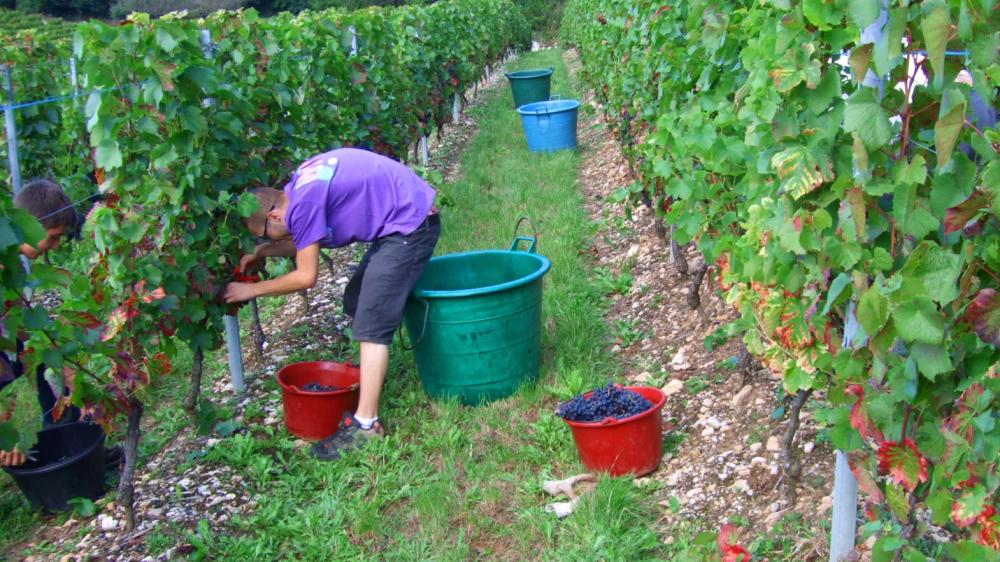 Vendanges monthoux 2014 28 