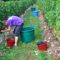 Vendanges monthoux 2014 28 