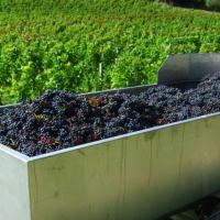 Vendanges monthoux 2014 29 
