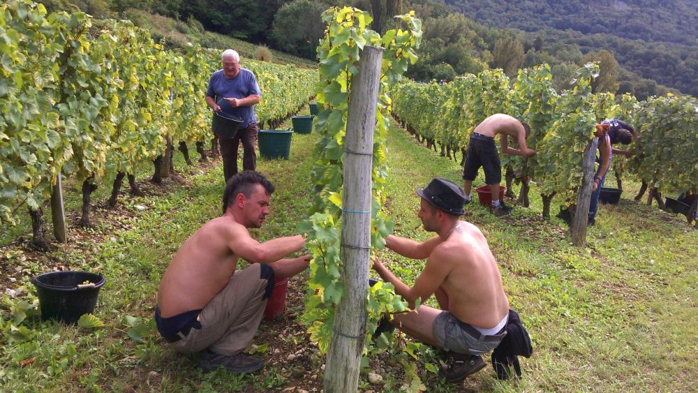 Vendanges monthoux 2014 3 