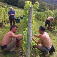 Vendanges monthoux 2014 3 