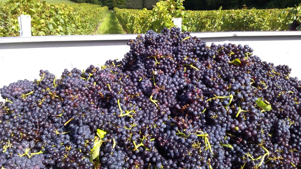 Vendanges monthoux 2014 30 