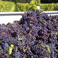 Vendanges monthoux 2014 30 