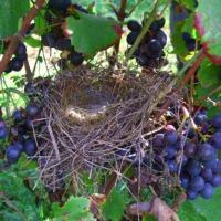 Vendanges monthoux 2014 33 