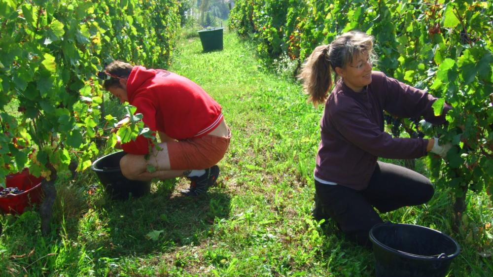 Vendanges monthoux 2014 34 