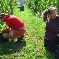 Vendanges monthoux 2014 34 