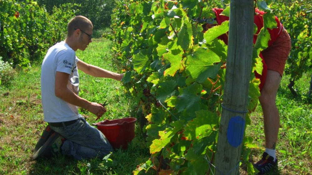 Vendanges monthoux 2014 35 