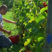Vendanges monthoux 2014 35 