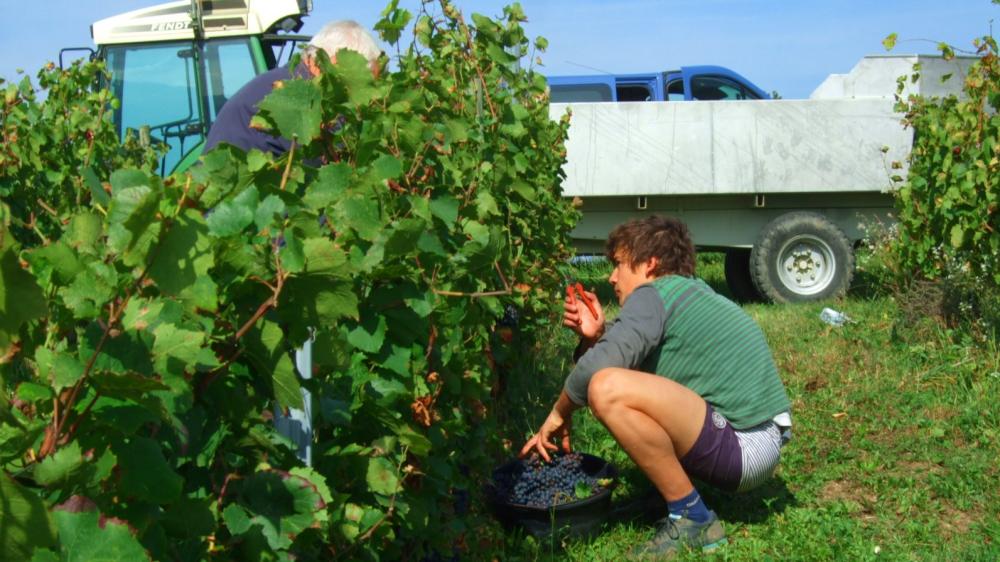 Vendanges monthoux 2014 36 