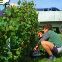 Vendanges monthoux 2014 36 