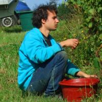 Vendanges monthoux 2014 37 